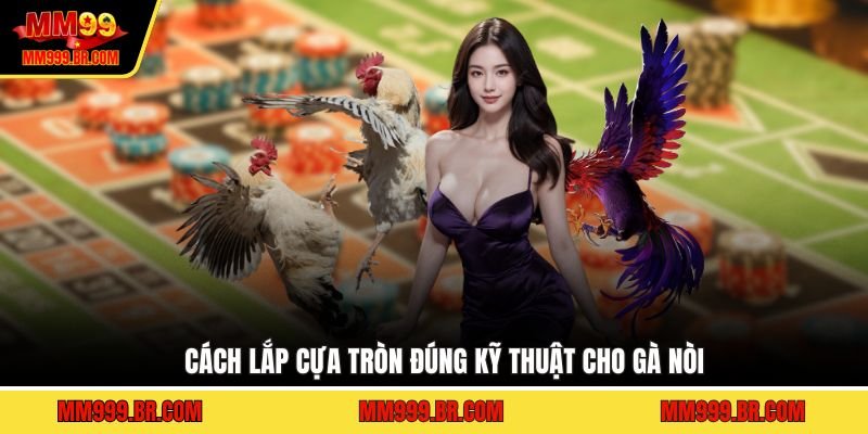 Cách lắp cựa tròn đúng kỹ thuật cho gà nòi
