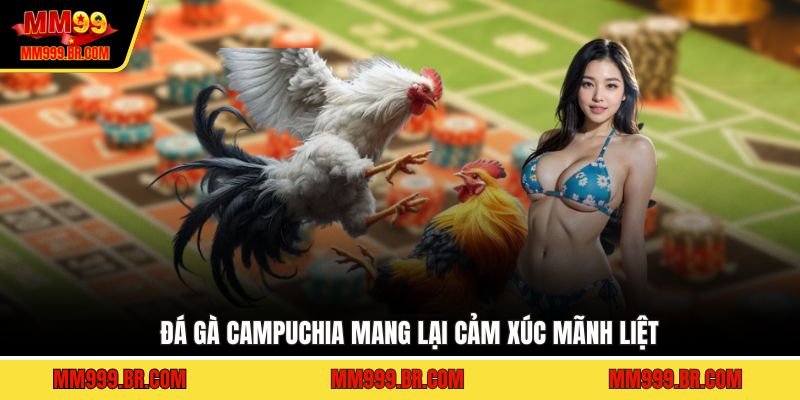 Đá gà Campuchia mang lại cảm xúc mãnh liệt