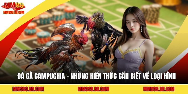 Đá Gà Campuchia - Những Kiến Thức Cần Biết Về Loại Hình