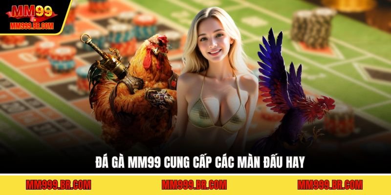 Đá gà MM99 cung cấp các màn đấu hay